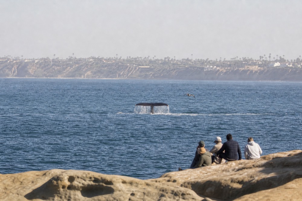 A whale's fluke above open ocean water off San Diego, no text, no logos, no people