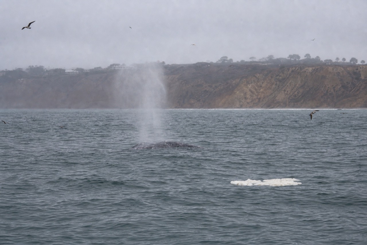 A whale spouting offshore near Point Loma, no text, no logos, no people