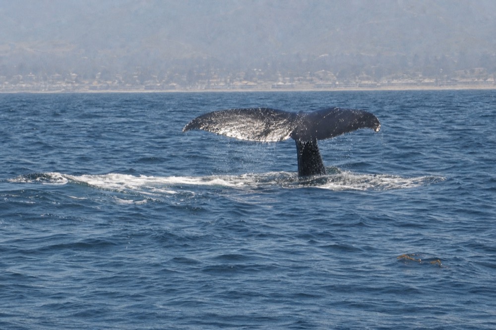A whale fluke breaking the surface beyond the San Diego shoreline, no text, no logos, no people