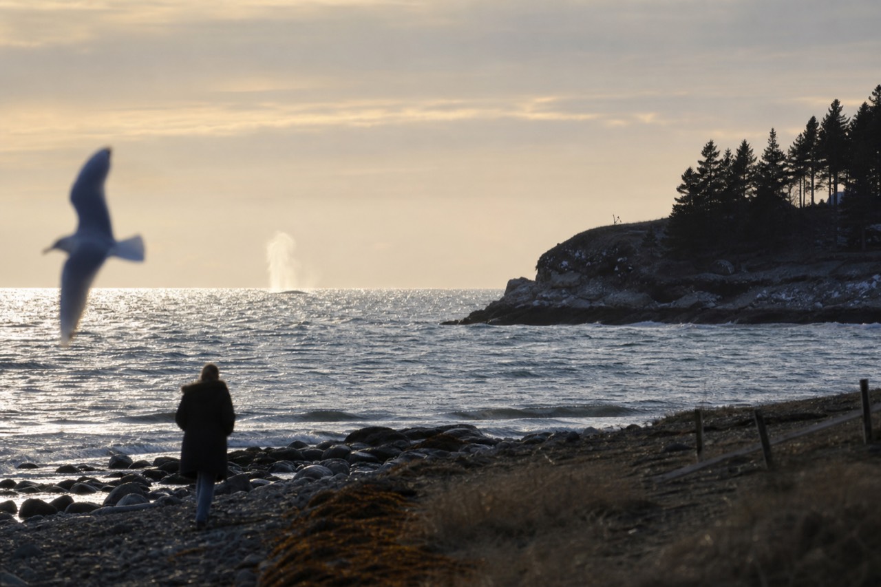 A whale spouting near the open water off Point Loma, no text, no logos, no people