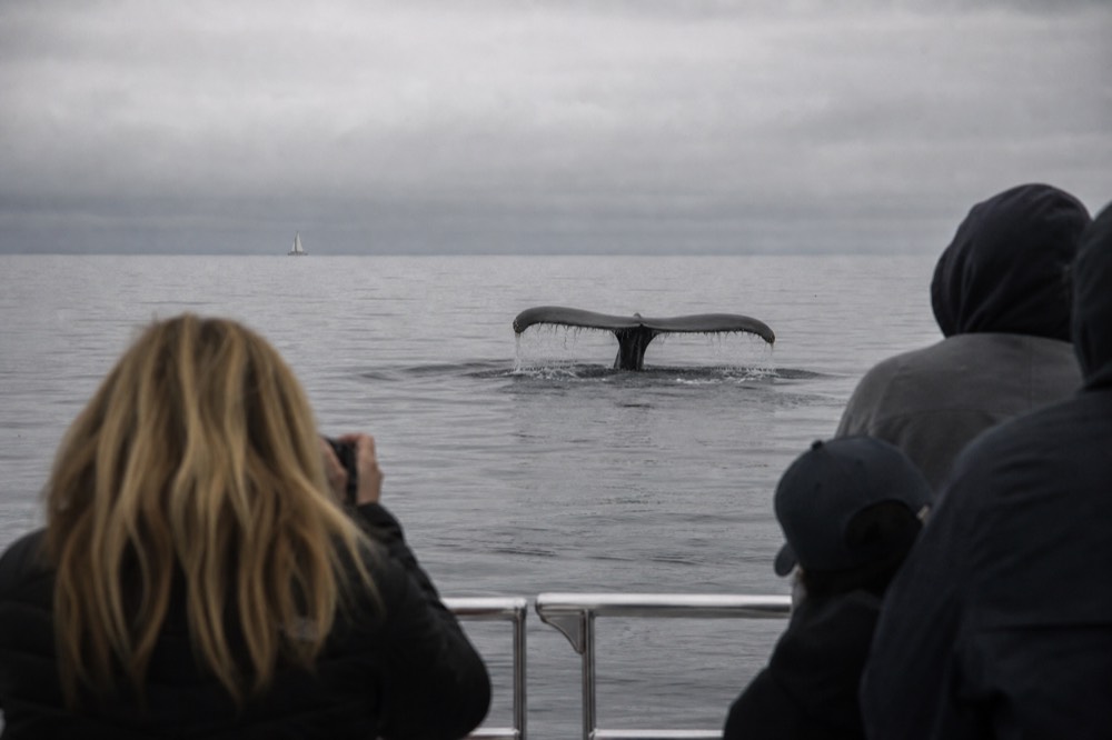 A whale fluke above open ocean water near the San Diego coast, no text, no logos, no people