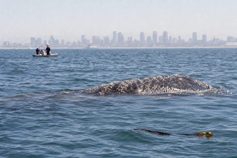 A whale's back breaking the surface with San Diego's coastline in the distance, no text, no logos, no people