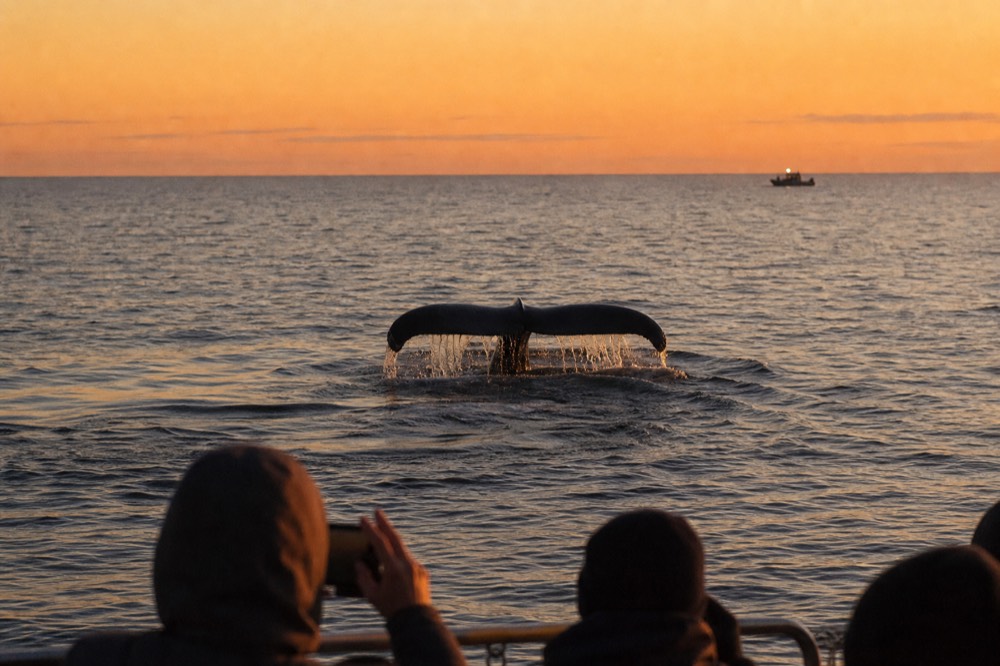 A whale tail above water with evening light over the ocean horizon, no text, no logos, no people