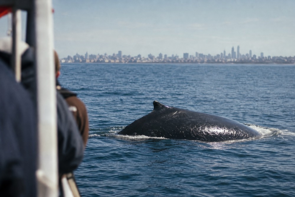 A whale surfacing near a boat with the San Diego skyline faint in the distance, no text, no logos, no people