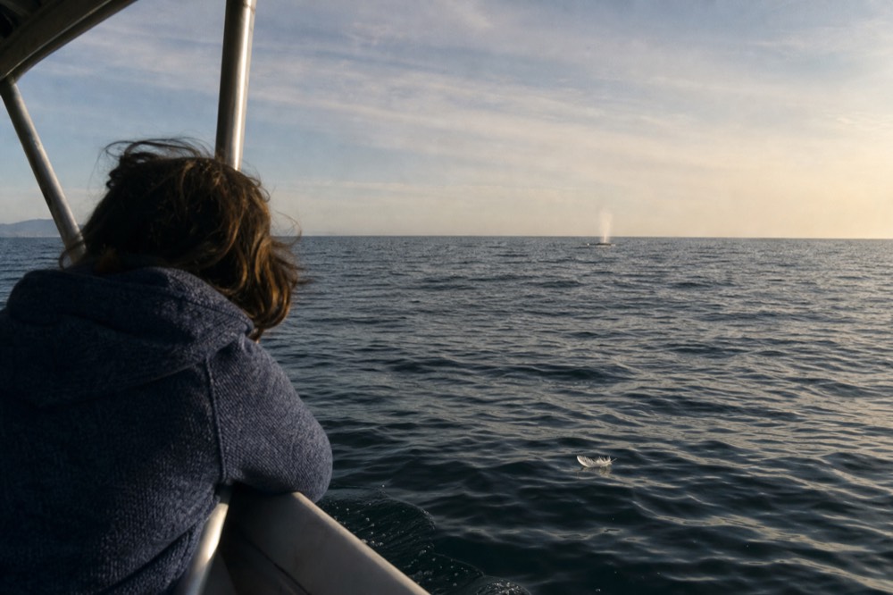 Open ocean water near San Diego in late afternoon light with a distant whale spout, no text, no logos, no people